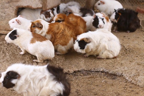 What Are the Common Health Concerns for Senior Hamsters?